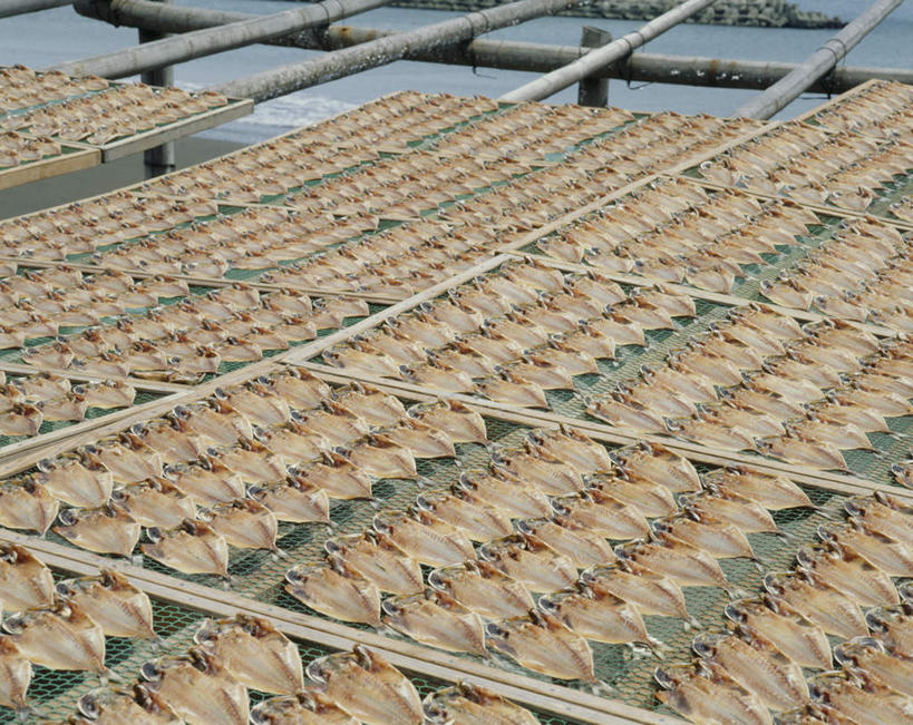 海鲜,无人,横图,俯视,室外,白天,一排,许多,整齐,鲭鱼,水产,海洋生物,排列,花池鱼,花鲱,花鳀,青花鱼,鲐鲅鱼,油胴鱼,队列,水生动物,海产品,水生物,海底动物,彩图,高角度拍摄,全身