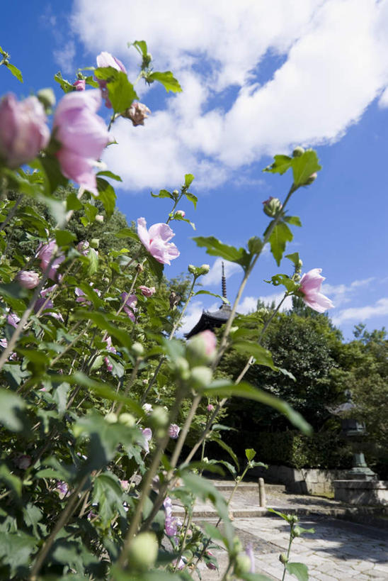 无人,寺庙,竖图,室外,白天,正面,旅游,度假,植物,标志建筑,地标,建筑,叶子,京都,日本,亚洲,阴影,节日,盛开,光线,影子,云,云朵,建筑群,绿叶,花蕾,云彩,文化,娱乐,建设,花,花瓣,花朵,鲜花,树,树木,粉色,蓝色,绿色,白云,蓝天,天空,阳光,自然,庙宇,天,花苞,花蕊,祈祷,享受,休闲,健康,嫩叶,放松,许愿,宗教,佛教,信仰,京都府,生长,成长,纪念,祈求,东亚,本州,本州岛,日本国,近畿地方,近畿,释教,真如堂,真正极乐寺,左京区,平安,叶,叶片,彩图,庙,寺