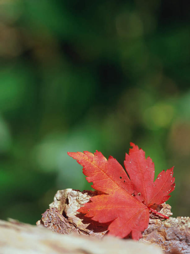 无人,竖图,室外,白天,正面,美景,秋季,叶子,日本,亚洲,一片,朦胧,模糊,景观,枫叶,枯叶,落叶,黄色,红色,自然,景色,枫树叶,自然风光,东亚,本州,关东地方,本州岛,日本国,群马,群马县,叶,叶片,秋,秋天,彩图