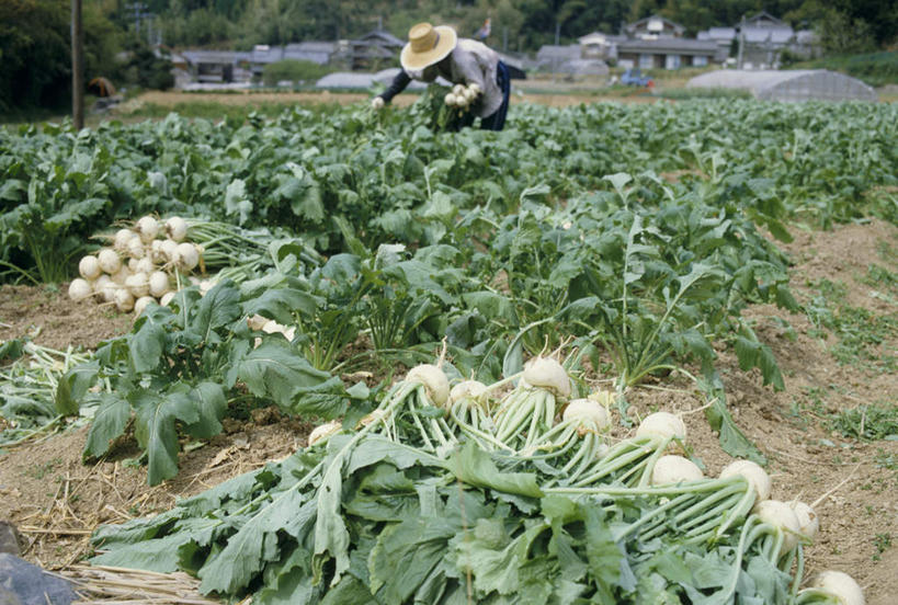 东方人,农民,农田,站,横图,室外,白天,正面,旅游,度假,庄稼,收割,美景,萝卜,白萝卜,帽子,亚洲,戴,服装,草帽,景观,注视,休闲装,黄种人,娱乐,衣服,自然,观察,看,站着,享受,休闲,休闲服,景色,放松,服饰,收获,观看,戴着,察看,关注,自然风光,亚洲人,莱菔,佃农,农场主,农夫,农工,乡下人,小农,庄稼人,站立,半身,彩图,耕地,庄稼田