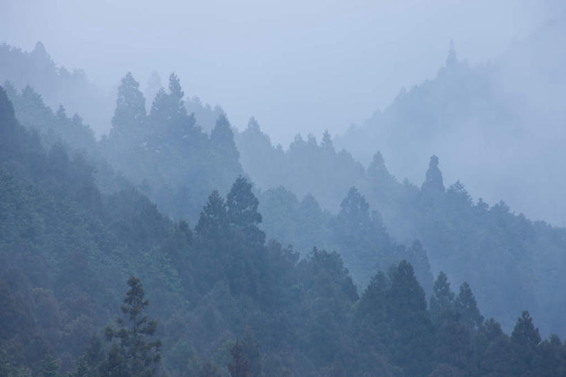 无人,横图,室外,白天,正面,旅游,度假,美景,树林,植物,雾,日本,亚洲,朦胧,模糊,景观,娱乐,树,树木,绿色,自然,享受,休闲,景色,放松,生长,成长,迷雾,自然风光,东亚,本州,本州岛,日本国,近畿地方,近畿,滋贺,滋贺县,大雾,彩图