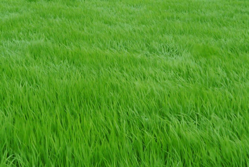 无人,农田,横图,室外,白天,正面,庄稼,叶子,日本,亚洲,稻田,绿叶,嫩叶,东亚,本州,本州岛,日本国,近畿地方,近畿,滋贺,滋贺县,叶,叶片,彩图,耕地,庄稼田