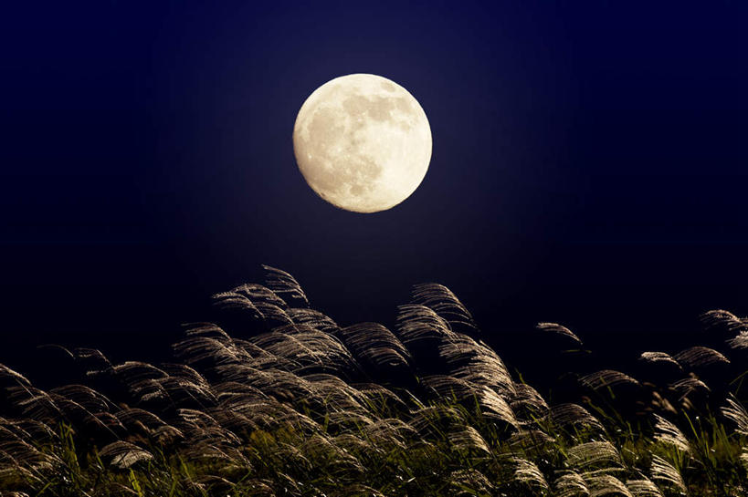 无人,横图,室外,夜晚,仰视,美景,日本,亚洲,景观,月亮,满月,月光,草,自然,景色,明亮,自然风光,东亚,本州,本州岛,日本国,近畿地方,近畿,滋贺,滋贺县,皎洁,彩图,低角度拍摄