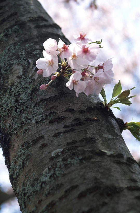 无人,竖图,室外,特写,白天,仰视,植物,樱花,京都,日本,亚洲,朦胧,模糊,盛开,樱花树,花蕾,花,花瓣,花朵,鲜花,树,树木,粉色,绿色,自然,花苞,花蕊,京都府,生长,成长,东亚,本州,本州岛,日本国,近畿地方,近畿,彩图,低角度拍摄