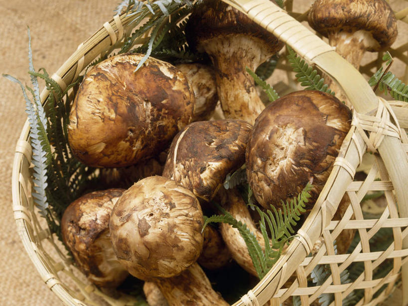 无人,交叉,横图,俯视,室内,特写,白天,植物,竹子,蔬菜,竹制,新鲜,编织,篮子,菌菇,蘑菇,食品,松茸,草药,药草,菌类,松蕈,中药,食物,一个,竹篮,食用菌,有机食品,绿色食品,单个,竹条,交织,竹制品,药材,中草药,中药材,本草,大花菌,剥皮菌,菌中之王,山珍,松菇,松菌,松口蘑,裕茂萝,穿插,彩图,高角度拍摄