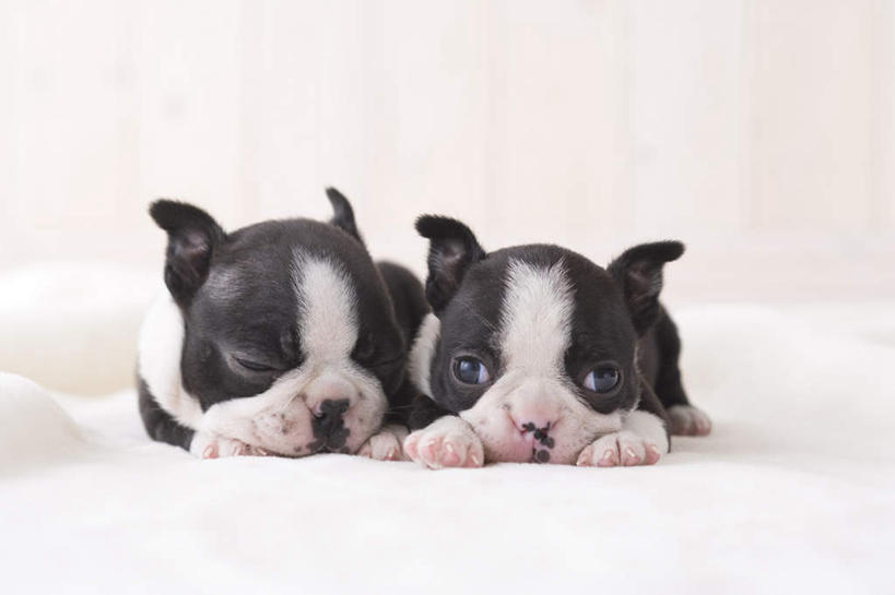 无人,闭眼,睡,横图,室内,白天,白色背景,正面,地板,宠物,狗,梗犬,地面,波士顿犬,木地板,动物,趴着,两只,可爱,摄影,影棚,波士顿狗,忠诚,波士顿更,波士顿梗,波士顿梗犬,犬,闭眼睛,闭着眼,闭着眼睛,困,困觉,趴,寝息,睡觉,彩图,全身,影棚拍摄,拍摄