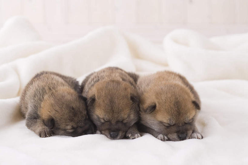 无人,闭眼,睡,横图,室内,白天,正面,宠物,狗,三只,一排,整齐,柴犬,毯子,排列,动物,趴着,可爱,摄影,影棚,队列,日本柴犬,忠诚,西巴犬,犬,闭眼睛,闭着眼,闭着眼睛,困,困觉,趴,寝息,睡觉,彩图,全身,影棚拍摄,拍摄