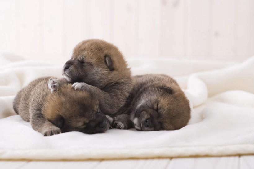 无人,闭眼,睡,横图,室内,白天,正面,宠物,狗,三只,柴犬,毯子,动物,趴着,可爱,摄影,影棚,日本柴犬,忠诚,西巴犬,犬,闭眼睛,闭着眼,闭着眼睛,困,困觉,趴,寝息,睡觉,彩图,全身,影棚拍摄,拍摄