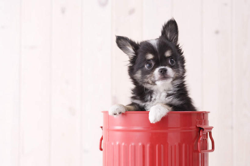 无人,站,横图,室内,白天,正面,宠物,狗,朦胧,模糊,桶,吉娃娃,一只,动物,容器,站着,可爱,摄影,影棚,储藏,储存,忠诚,芝娃娃,奇娃娃,吉娃娃犬,齐花花,犬,站立,彩图,全身,影棚拍摄,拍摄,贮存