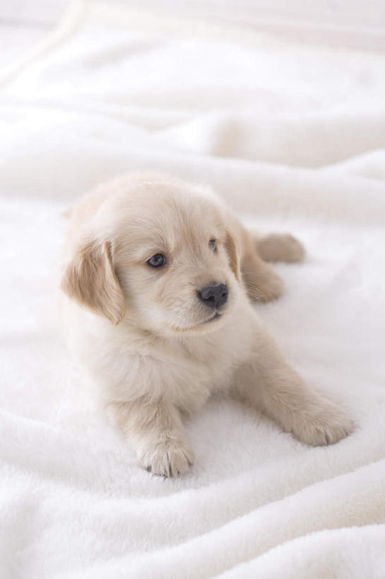 无人,坐,竖图,俯视,室内,白天,宠物,狗,朦胧,模糊,毯子,注视,金毛犬,一只,动物,观察,看,可爱,摄影,影棚,金毛,观看,察看,关注,金毛寻回犬,忠诚,犬,坐着,彩图,高角度拍摄,全身,影棚拍摄,拍摄