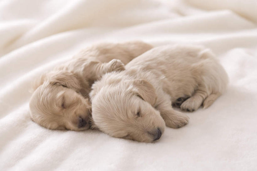 无人,闭眼,睡,横图,室内,白天,正面,宠物,狗,毯子,金毛犬,动物,趴着,两只,可爱,摄影,影棚,金毛,金毛寻回犬,忠诚,犬,闭眼睛,闭着眼,闭着眼睛,困,困觉,趴,寝息,睡觉,彩图,全身,影棚拍摄,拍摄