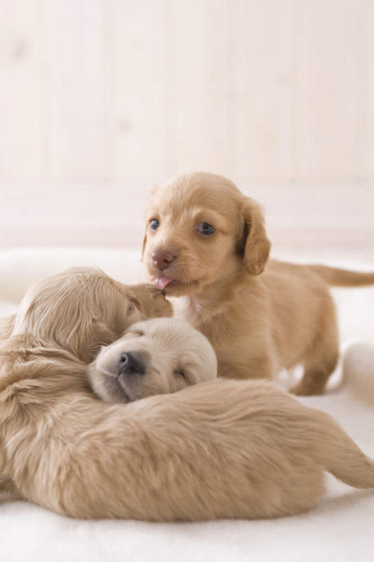 无人,竖图,室内,白天,白色背景,正面,地板,宠物,狗,三只,腊肠犬,迷你腊肠犬,地面,扭头,注视,腊肠狗,木地板,动物,观察,看,转头,可爱,摄影,影棚,观看,察看,关注,忠诚,迷你腊肠狗,犬,彩图,全身,影棚拍摄,拍摄