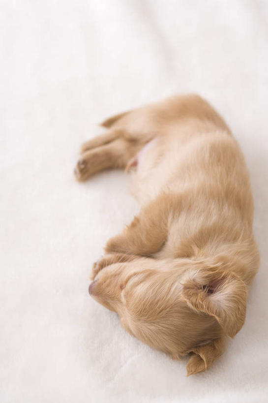 无人,竖图,俯视,室内,白天,地板,宠物,狗,腊肠犬,迷你腊肠犬,地面,注视,腊肠狗,木地板,一只,动物,观察,看,趴着,可爱,摄影,影棚,观看,察看,关注,忠诚,迷你腊肠狗,犬,趴,彩图,高角度拍摄,全身,影棚拍摄,拍摄