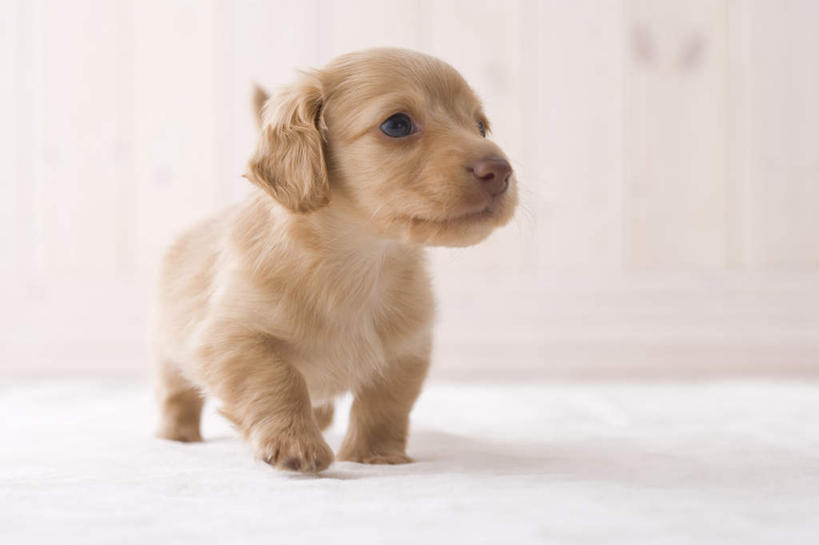 无人,站,横图,室内,白天,正面,地板,宠物,狗,腊肠犬,迷你腊肠犬,地面,注视,腊肠狗,木地板,一只,动物,观察,看,站着,可爱,摄影,影棚,观看,察看,关注,忠诚,迷你腊肠狗,犬,站立,彩图,全身,影棚拍摄,拍摄