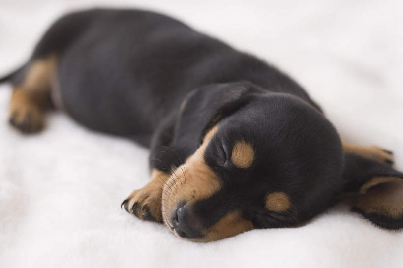 无人,闭眼,睡,竖图,室内,白天,正面,宠物,狗,朦胧,模糊,腊肠犬,迷你腊肠犬,腊肠狗,一只,动物,趴着,可爱,摄影,影棚,忠诚,迷你腊肠狗,犬,闭眼睛,闭着眼,闭着眼睛,困,困觉,趴,寝息,睡觉,彩图,全身,影棚拍摄,拍摄