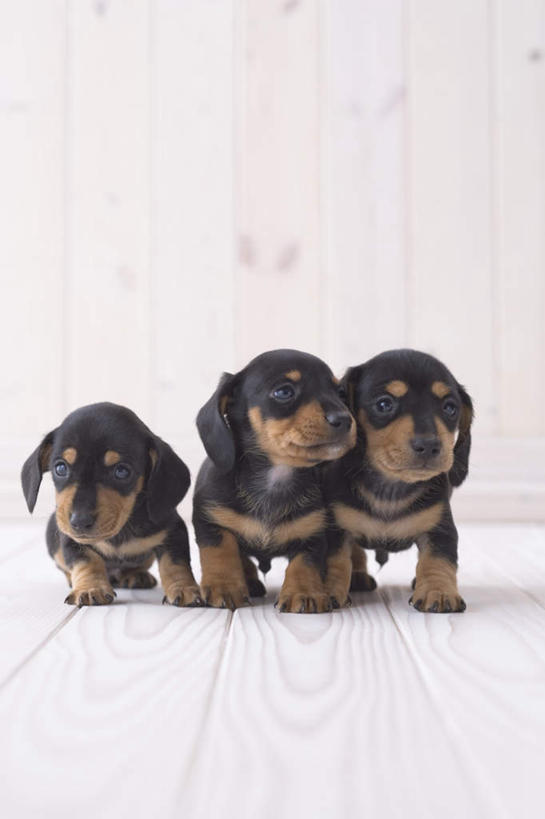 无人,竖图,室内,白天,白色背景,正面,宠物,狗,三只,腊肠犬,迷你腊肠犬,腊肠狗,动物,可爱,摄影,影棚,忠诚,迷你腊肠狗,犬,彩图,全身,影棚拍摄,拍摄