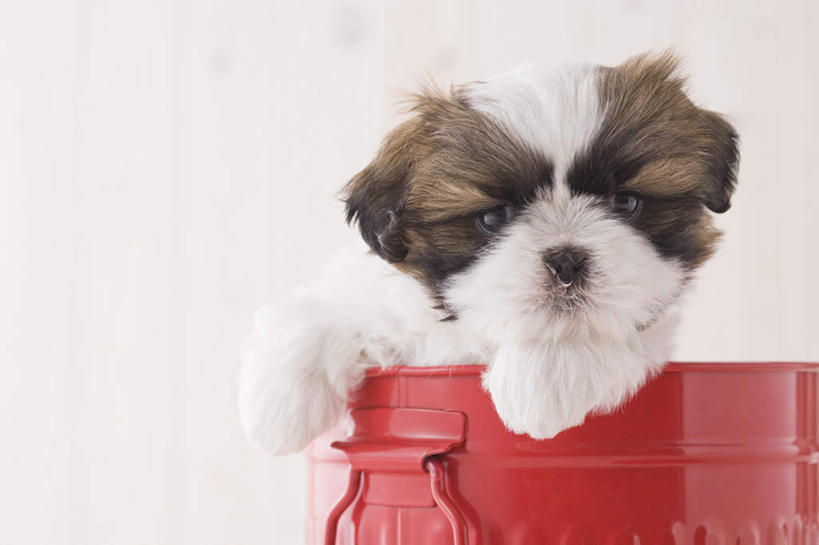 无人,坐,横图,室内,白天,白色背景,正面,地板,宠物,狗,桶,地面,注视,木地板,一只,动物,容器,观察,看,可爱,摄影,影棚,观看,储藏,察看,储存,关注,西施犬,忠诚,西施狗,犬,坐着,彩图,全身,影棚拍摄,拍摄,贮存