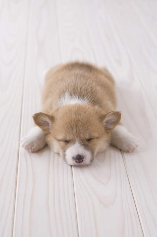 无人,竖图,俯视,室内,白天,白色背景,地板,宠物,狗,朦胧,模糊,地面,柯基犬,威尔士柯基犬,木地板,一只,动物,趴着,可爱,摄影,影棚,牧羊犬,忠诚,彭布罗克柯基犬,彭布罗克威尔士柯基犬,犬,趴,彩图,高角度拍摄,全身,影棚拍摄,拍摄