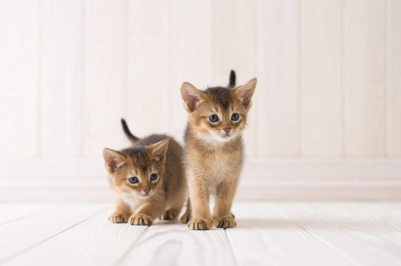 无人,站,横图,室内,白天,白色背景,正面,地板,宠物,猫,地面,木地板,动物,站着,两只,可爱,摄影,阿比西尼亚猫,影棚,站立,彩图,全身,影棚拍摄,拍摄