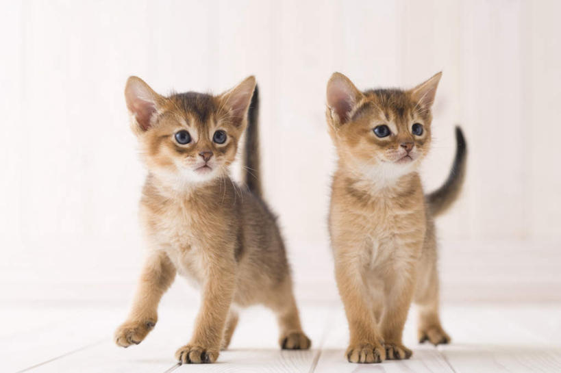 无人,站,横图,室内,白天,白色背景,正面,地板,宠物,猫,地面,注视,木地板,动物,观察,看,站着,两只,可爱,摄影,阿比西尼亚猫,影棚,观看,察看,关注,站立,彩图,全身,影棚拍摄,拍摄