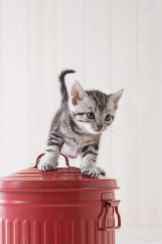 无人,站,竖图,室内,白天,白色背景,正面,地板,宠物,猫,桶,地面,注视,木地板,一只,动物,容器,观察,看,站着,可爱,摄影,影棚,观看,储藏,察看,储存,关注,美国短毛猫,站立,彩图,全身,影棚拍摄,拍摄,贮存