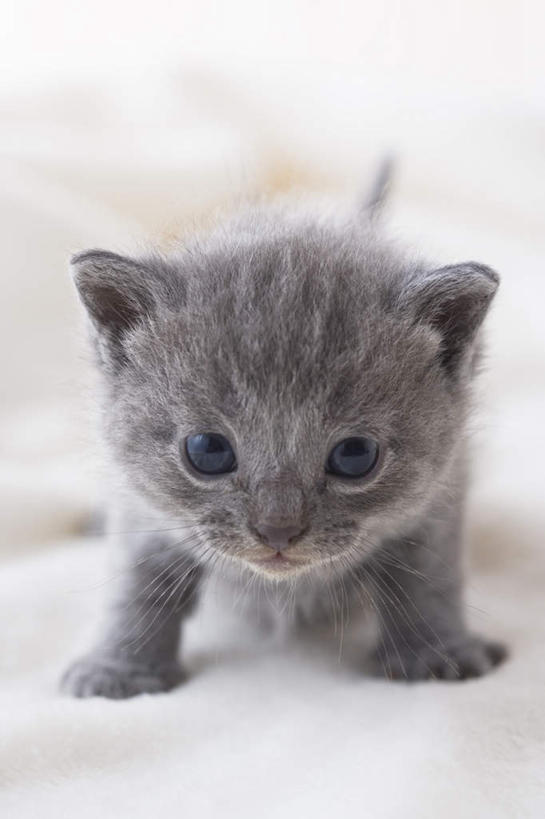 无人,站,竖图,室内,白天,白色背景,正面,宠物,狗,猫,纺织品,朦胧,模糊,装饰,毛毯,毯子,注视,狮子狗,纺织,一只,动物,垫子,观察,看,站着,温暖,可爱,摄影,影棚,观看,华丽,修饰,点缀,察看,关注,西施犬,赛珠犬,衬托,美观,雅致,雅观,狮子犬,西施狗,沙特尔蓝猫,夏特尔猫,站立,彩图,全身,影棚拍摄,拍摄