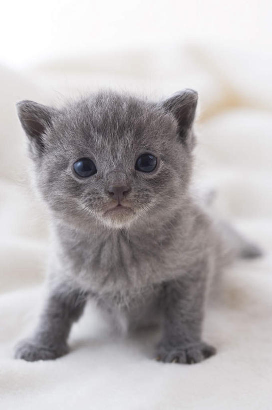 无人,竖图,室内,白天,白色背景,正面,宠物,狗,猫,纺织品,朦胧,模糊,装饰,毛毯,毯子,注视,狮子狗,纺织,一只,动物,垫子,观察,看,温暖,可爱,摄影,影棚,观看,华丽,修饰,点缀,察看,关注,西施犬,赛珠犬,衬托,美观,雅致,雅观,狮子犬,西施狗,沙特尔蓝猫,夏特尔猫,彩图,全身,影棚拍摄,拍摄