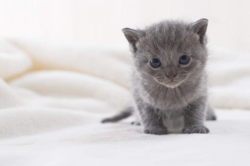 无人,竖图,室内,白天,白色背景,正面,宠物,狗,猫,纺织品,朦胧,模糊,装饰,毛毯,毯子,狮子狗,纺织,一只,动物,垫子,温暖,可爱,摄影,影棚,华丽,修饰,点缀,西施犬,赛珠犬,衬托,美观,雅致,雅观,狮子犬,西施狗,沙特尔蓝猫,夏特尔猫,彩图,全身,影棚拍摄,拍摄