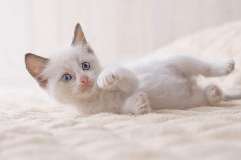 无人,躺,横图,室内,白天,白色背景,正面,宠物,猫,纺织品,朦胧,模糊,装饰,毛毯,毯子,注视,纺织,一只,动物,垫子,观察,看,温暖,可爱,摄影,影棚,观看,华丽,修饰,点缀,察看,关注,布偶猫,布拉多尔猫,衬托,美观,雅致,雅观,卧着,躺着,卧,彩图,全身,影棚拍摄,拍摄