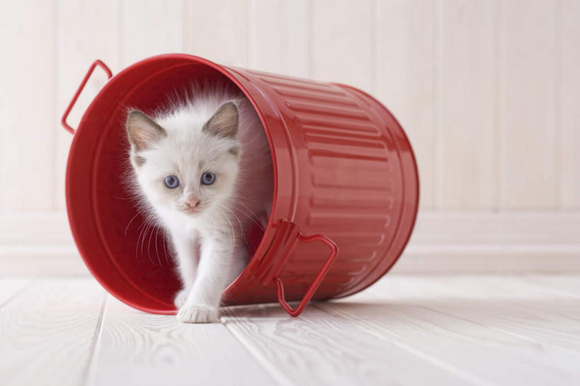 无人,站,横图,室内,白天,白色背景,正面,地板,宠物,猫,桶,地面,注视,木地板,一只,动物,容器,观察,看,站着,可爱,摄影,影棚,观看,储藏,察看,储存,关注,布偶猫,布拉多尔猫,站立,彩图,全身,影棚拍摄,拍摄,贮存