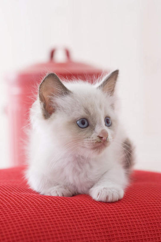 无人,坐,竖图,室内,白天,白色背景,正面,宠物,猫,椅子,朦胧,模糊,注视,一只,动物,观察,看,可爱,摄影,影棚,观看,察看,关注,布偶猫,布拉多尔猫,坐着,彩图,全身,影棚拍摄,拍摄