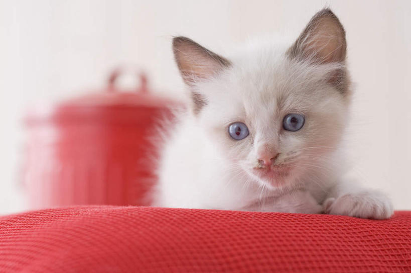 无人,坐,横图,室内,白天,白色背景,正面,宠物,猫,椅子,朦胧,模糊,注视,一只,动物,观察,看,可爱,摄影,影棚,观看,察看,关注,布偶猫,布拉多尔猫,坐着,彩图,全身,影棚拍摄,拍摄