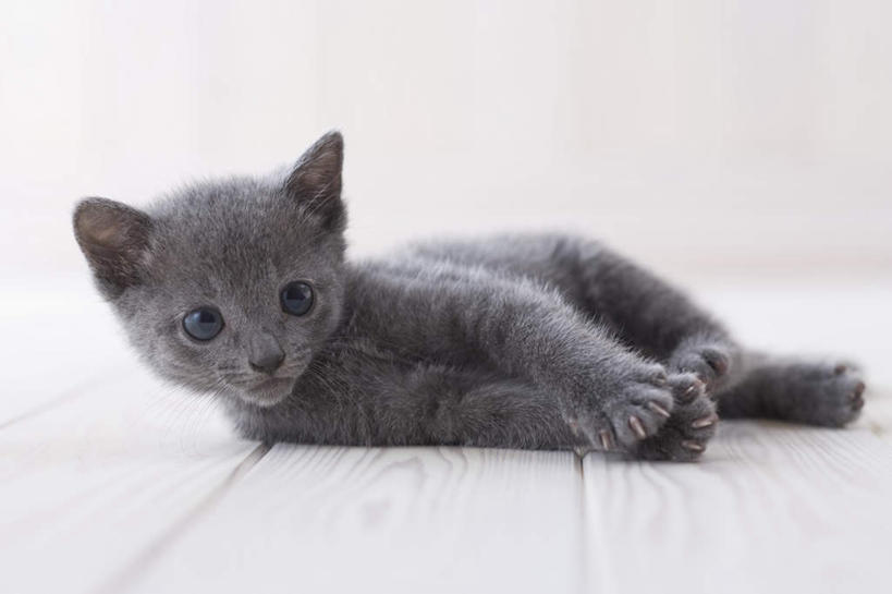 无人,躺,横图,室内,白天,白色背景,正面,地板,宠物,猫,朦胧,模糊,俄罗斯蓝猫,地面,注视,木地板,一只,动物,观察,看,可爱,摄影,影棚,观看,察看,关注,阿契安吉蓝猫,俄国蓝猫,马耳他猫,卧着,躺着,卧,彩图,全身,影棚拍摄,拍摄