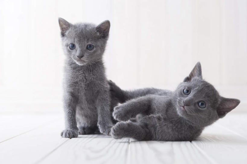 无人,站,躺,横图,室内,白天,白色背景,正面,地板,宠物,猫,俄罗斯蓝猫,地面,注视,木地板,动物,观察,看,站着,两只,可爱,摄影,影棚,观看,察看,关注,阿契安吉蓝猫,俄国蓝猫,马耳他猫,卧着,躺着,卧,站立,彩图,全身,影棚拍摄,拍摄