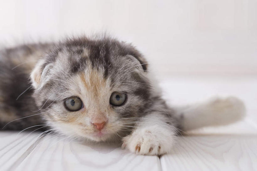 无人,横图,室内,白天,白色背景,正面,地板,宠物,猫,朦胧,模糊,地面,木地板,一只,动物,趴着,可爱,摄影,影棚,苏格兰折耳猫,苏格兰弯耳猫,趴,半身,彩图,影棚拍摄,拍摄