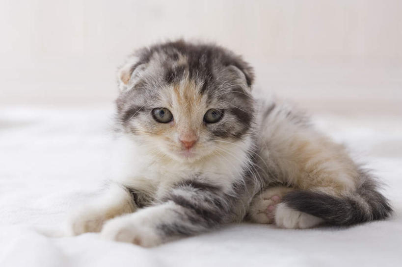 无人,横图,室内,白天,白色背景,正面,宠物,猫,朦胧,模糊,毯子,一只,动物,趴着,可爱,摄影,影棚,苏格兰折耳猫,苏格兰弯耳猫,趴,彩图,全身,影棚拍摄,拍摄