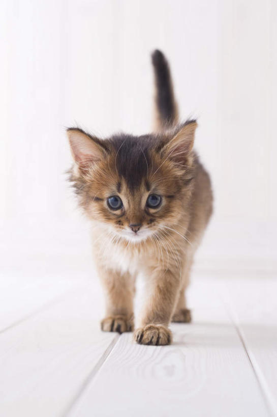 无人,站,竖图,室内,白天,白色背景,正面,地板,宠物,猫,地面,注视,木地板,一只,动物,观察,看,站着,可爱,摄影,影棚,观看,察看,关注,猫咪,索马里猫,站立,彩图,全身,影棚拍摄,拍摄