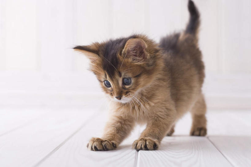 无人,站,竖图,室内,白天,白色背景,正面,地板,宠物,猫,地面,注视,木地板,一只,动物,观察,看,站着,可爱,摄影,影棚,观看,察看,关注,猫咪,索马里猫,站立,彩图,全身,影棚拍摄,拍摄