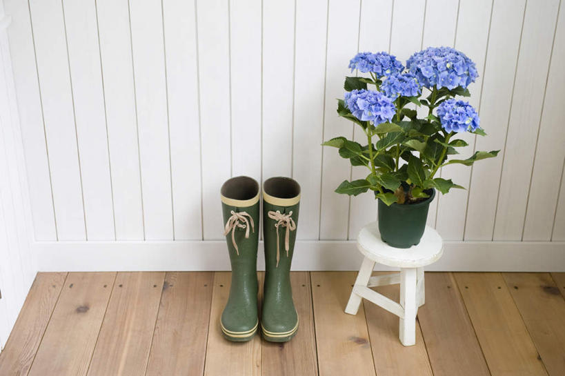 无人,横图,俯视,室内,白天,骄傲,地板,八仙花,鞋子,一双,盛开,雨鞋,雨靴,地面,花蕾,靴子,木地板,花,花瓣,花朵,鲜花,蓝色,花苞,花蕊,绣球花,紫阳花,洋绣球,胶鞋,草绣球,斗球,七变化,粉团花,善变,彩图,高角度拍摄