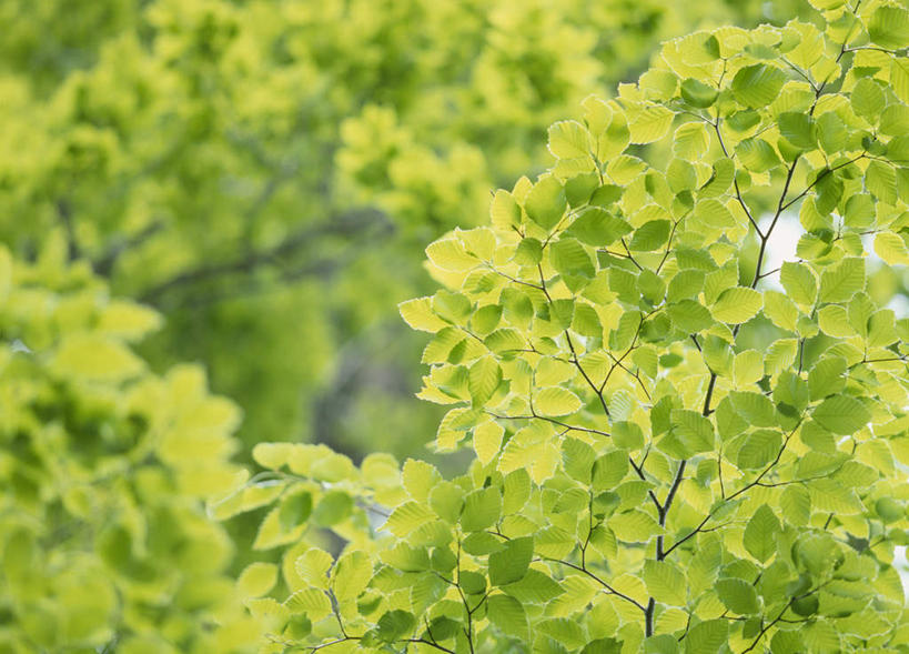 无人,横图,室外,特写,白天,正面,美景,植物,叶子,日本,亚洲,朦胧,模糊,景观,绿叶,树,树木,绿色,自然,嫩叶,景色,生长,成长,自然风光,东亚,本州,本州岛,日本国,岩手,岩手县,东北地方,叶,叶片,彩图