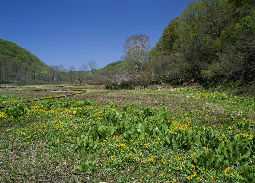 无人,横图,室外,白天,正面,旅游,度假,草地,草坪,美景,森林,树林,植物,长野县,日本,亚洲,盛开,景观,花蕾,娱乐,草,花,花瓣,花朵,鲜花,树,树木,黄色,蓝色,绿色,蓝天,天空,自然,天,花苞,花蕊,享受,休闲,景色,放松,生长,晴朗,成长,分别,自然风光,东亚,离别,本州,万里无云,本州岛,日本国,中部地方,长野,长生菊,黄金盏,金盏花,金盏菊,醒酒花,惜别,晴空,晴空万里,彩图