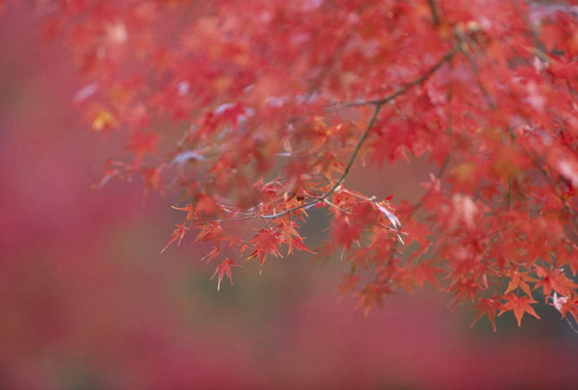 无人,横图,室外,特写,白天,正面,旅游,度假,美景,秋季,森林,树林,植物,叶子,京都,日本,亚洲,朦胧,模糊,景观,红叶,绿叶,娱乐,树,树木,绿色,自然,享受,休闲,嫩叶,景色,放松,京都府,生长,成长,自然风光,东亚,本州,本州岛,日本国,近畿地方,近畿,叶,叶片,秋,秋天,彩图