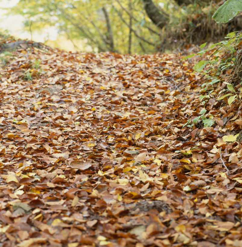 无人,竖图,室外,白天,正面,旅游,度假,美景,森林,树林,植物,叶子,长野县,日本,亚洲,景观,绿叶,落叶,娱乐,树,树木,绿色,自然,享受,休闲,嫩叶,景色,放松,生长,成长,自然风光,东亚,本州,本州岛,日本国,中部地方,长野,北安,北安昙郡,叶,叶片,彩图