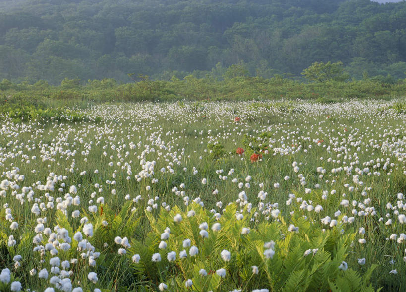无人,横图,室外,白天,正面,旅游,度假,草地,草坪,美景,森林,树林,植物,秋田县,日本,亚洲,盛开,景观,羊胡子草,花蕾,娱乐,草,花,花瓣,花朵,鲜花,树,树木,绿色,自然,花苞,花蕊,享受,休闲,景色,放松,生长,成长,自然风光,东亚,本州,本州岛,日本国,秋田,东北地方,彩图