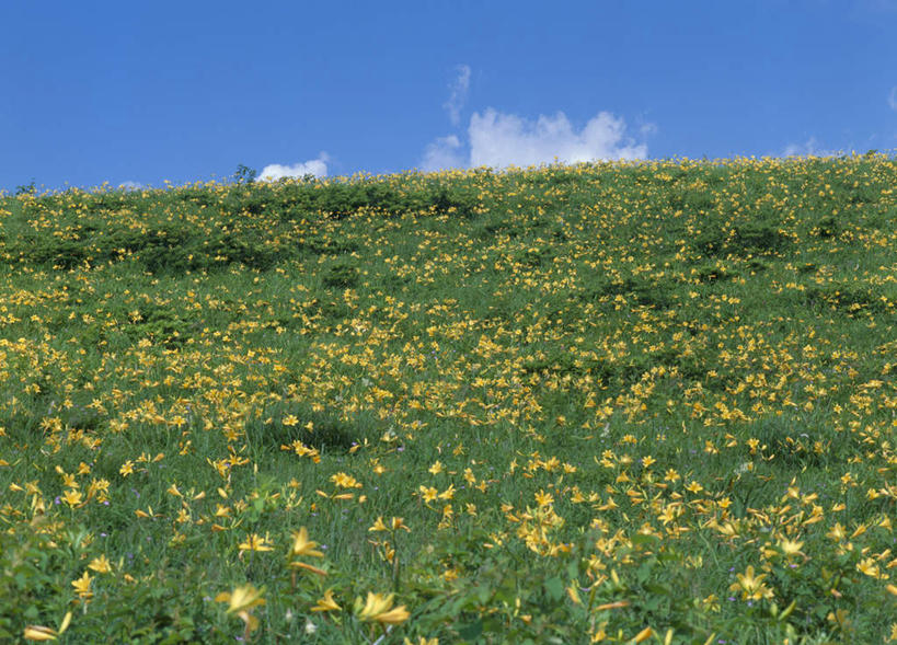 无人,横图,室外,白天,正面,旅游,度假,花海,花圃,美景,植物,萱草,叶子,长野县,日本,亚洲,盛开,景观,云,云朵,花蕾,云彩,娱乐,花,花瓣,花朵,花卉,鲜花,蓝色,绿色,白云,蓝天,天空,自然,花丛,花束,花田,天,花苞,花蕊,享受,休闲,景色,放松,自然风光,东亚,本州,本州岛,日本国,中部地方,长野,疗愁,萱草花,宜男,忘忧草,金针菜,黄花菜,彩图