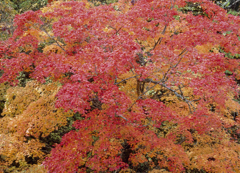 无人,横图,俯视,航拍,室外,白天,旅游,度假,美景,秋季,植物,叶子,静冈县,日本,亚洲,景观,红叶,绿叶,娱乐,树,树木,绿色,自然,享受,休闲,嫩叶,景色,放松,生长,成长,鸟瞰,自然风光,东亚,本州,本州岛,日本国,中部地方,静冈,叶,叶片,秋,秋天,彩图,高角度拍摄