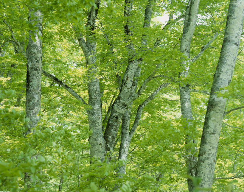 无人,横图,室外,白天,正面,旅游,度假,美景,森林,树林,植物,叶子,日本,亚洲,景观,绿叶,娱乐,树,树木,绿色,自然,享受,休闲,嫩叶,景色,放松,生长,成长,自然风光,东亚,本州,本州岛,日本国,青森,青森县,东北地方,叶,叶片,彩图