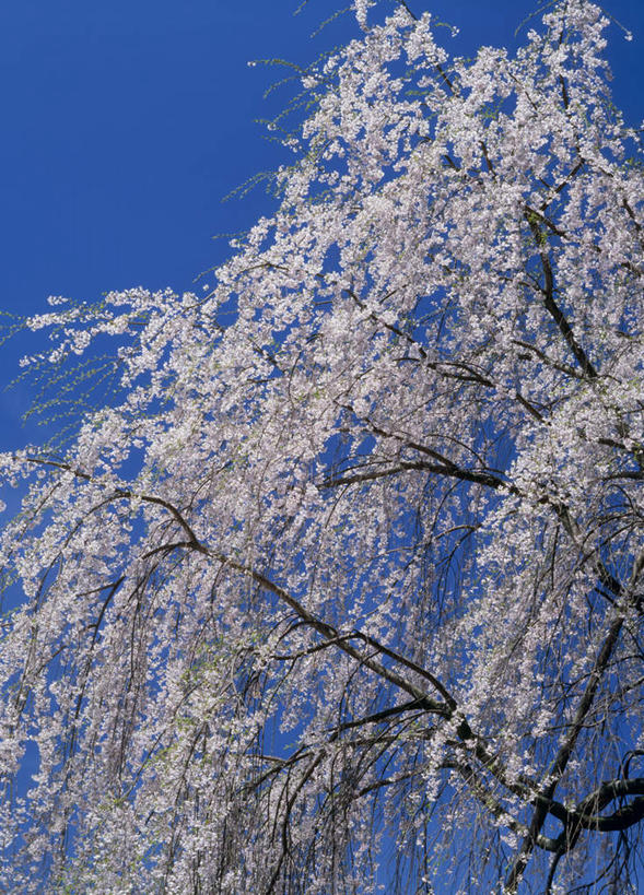 无人,竖图,室外,白天,仰视,旅游,度假,幸福,纯洁,美景,植物,樱花,日本,亚洲,盛开,景观,花蕾,娱乐,花,花瓣,花朵,鲜花,树,树木,蓝色,绿色,蓝天,天空,自然,天,花苞,花蕊,享受,休闲,景色,放松,生长,晴朗,成长,等待,生命,自然风光,东亚,本州,万里无云,本州岛,日本国,中国地方,仙樱花,福岛樱,青肤樱,山口,山口县,高尚,热烈,晴空,晴空万里,荆桃,彩图,低角度拍摄