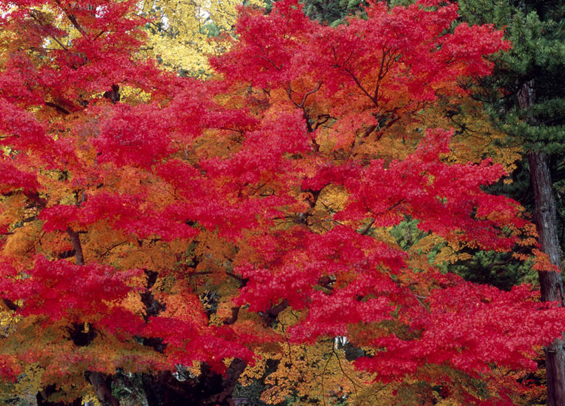 无人,横图,室外,白天,正面,旅游,度假,美景,秋季,树林,植物,叶子,日本,亚洲,景观,红叶,绿叶,娱乐,树,树木,绿色,自然,享受,休闲,嫩叶,景色,放松,生长,成长,自然风光,东亚,本州,本州岛,日本国,近畿地方,近畿,和歌山,和歌山县,叶,叶片,秋,秋天,彩图,高野山