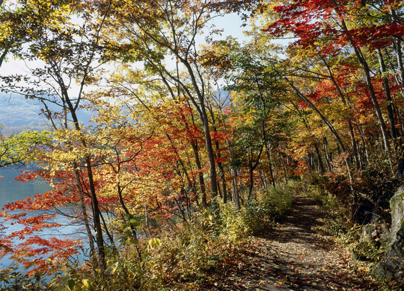 无人,横图,室外,白天,正面,旅游,度假,美景,秋季,森林,树林,植物,道路,路,叶子,长野县,日本,亚洲,景观,小路,绿叶,交通,娱乐,树,树木,绿色,自然,享受,休闲,嫩叶,景色,放松,生长,成长,自然风光,东亚,本州,本州岛,日本国,中部地方,长野,山之内,山之内町,下高井郡,叶,叶片,秋,秋天,彩图